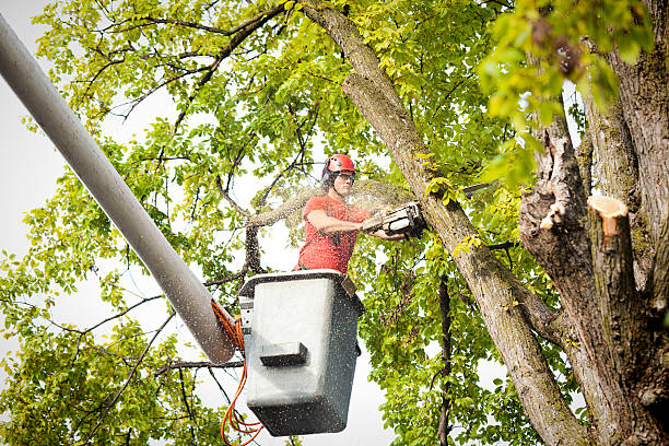 Kensett, AR Tree Services Company